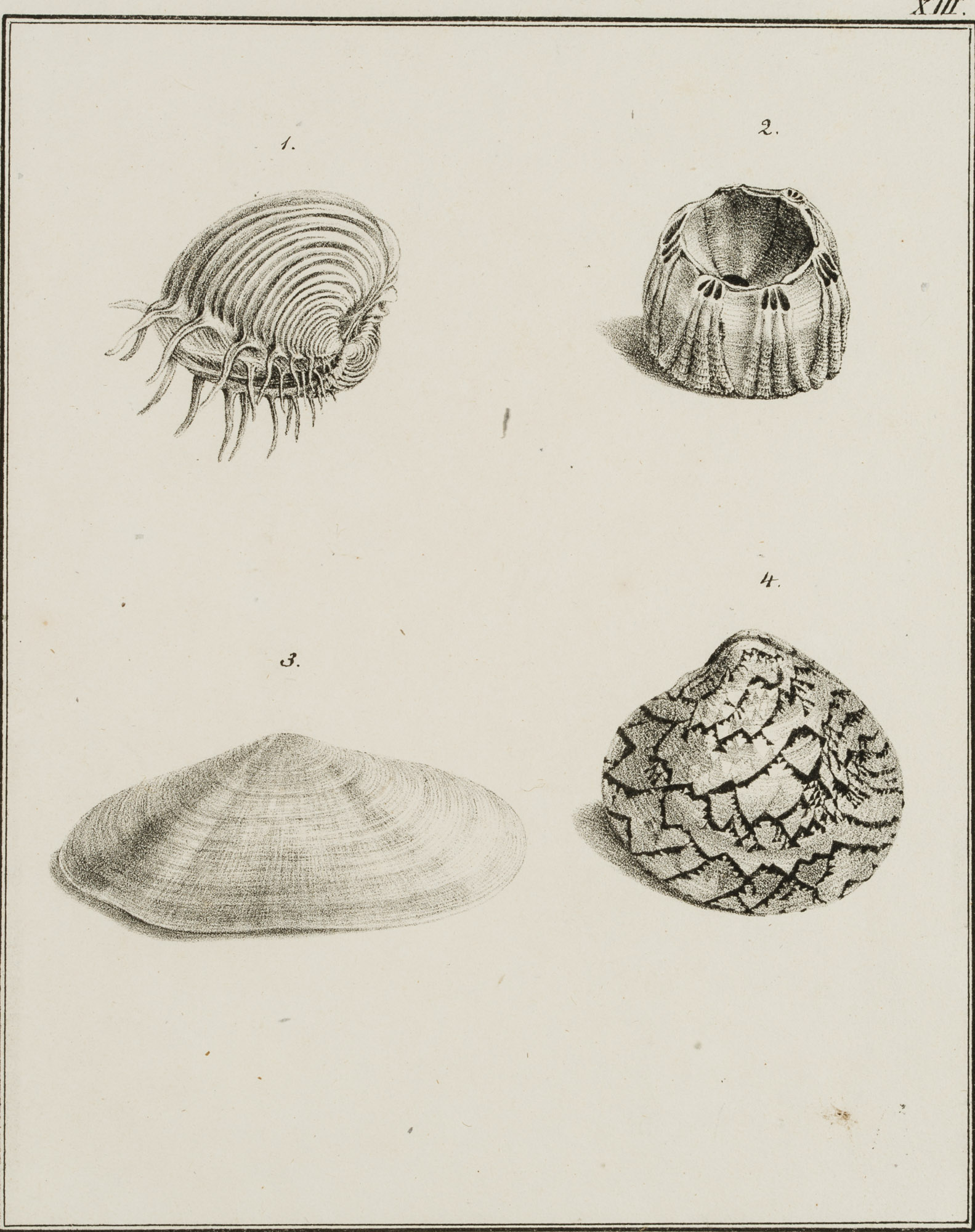 Venusmuschel, Seetulpe, Lagervenus