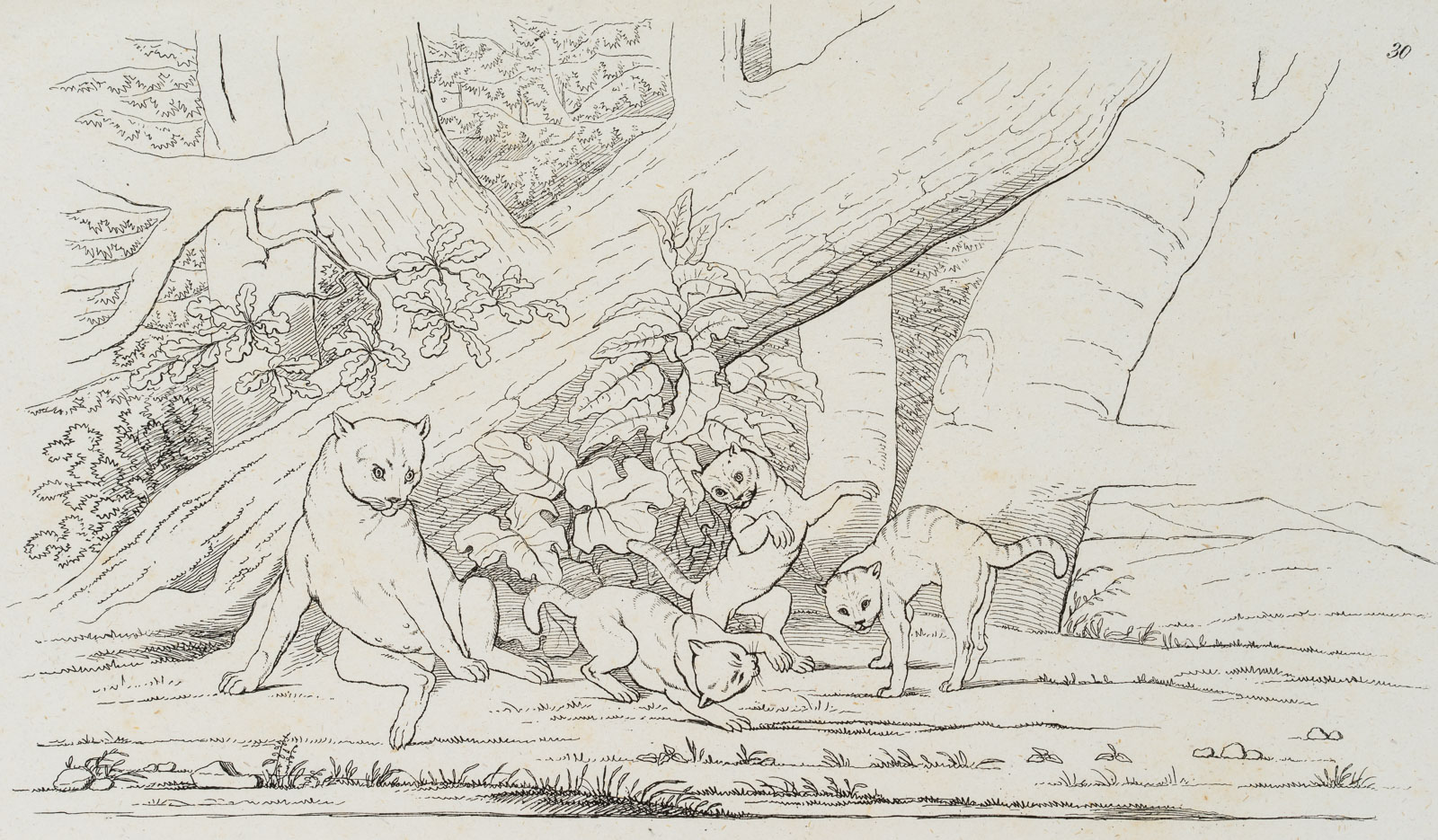 Zeichenvorlage. Spielende Katzen