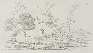 Vorlagenblatt, Rehe, Zeichenvorlage