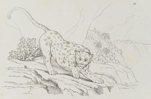 Anpirschender Leopard, Zeichenvorlage