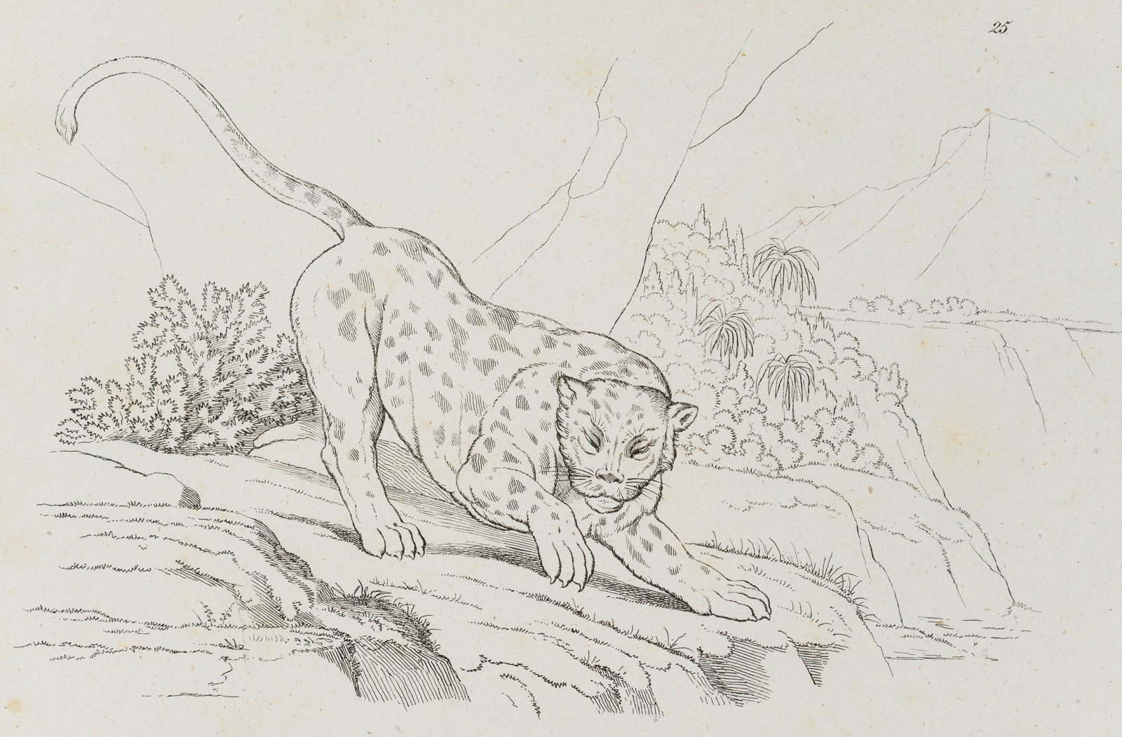 Anpirschender Leopard, Zeichenvorlage