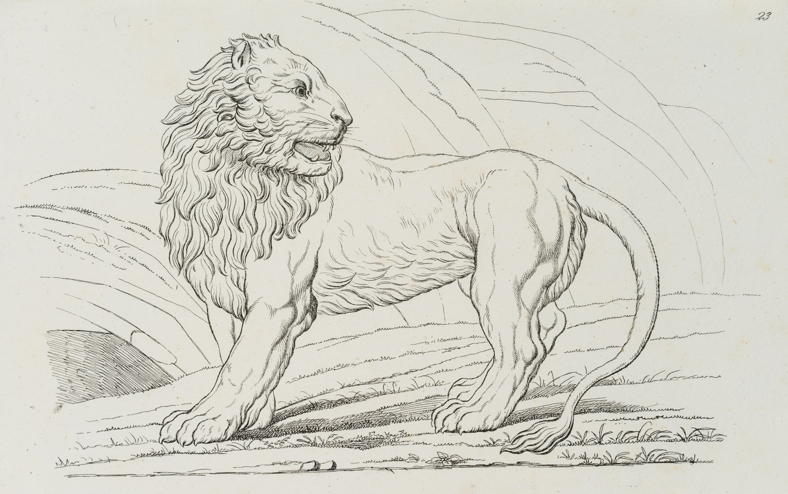 Vorlagenblatt, Löwe, Zeichenvorlage