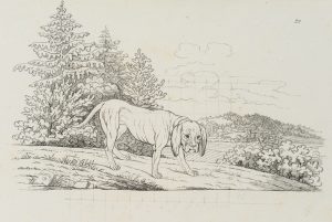 Vorlagenblatt, Hund, Zeichenvorlage