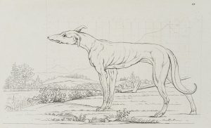 Windhund, Zeichenvorlage