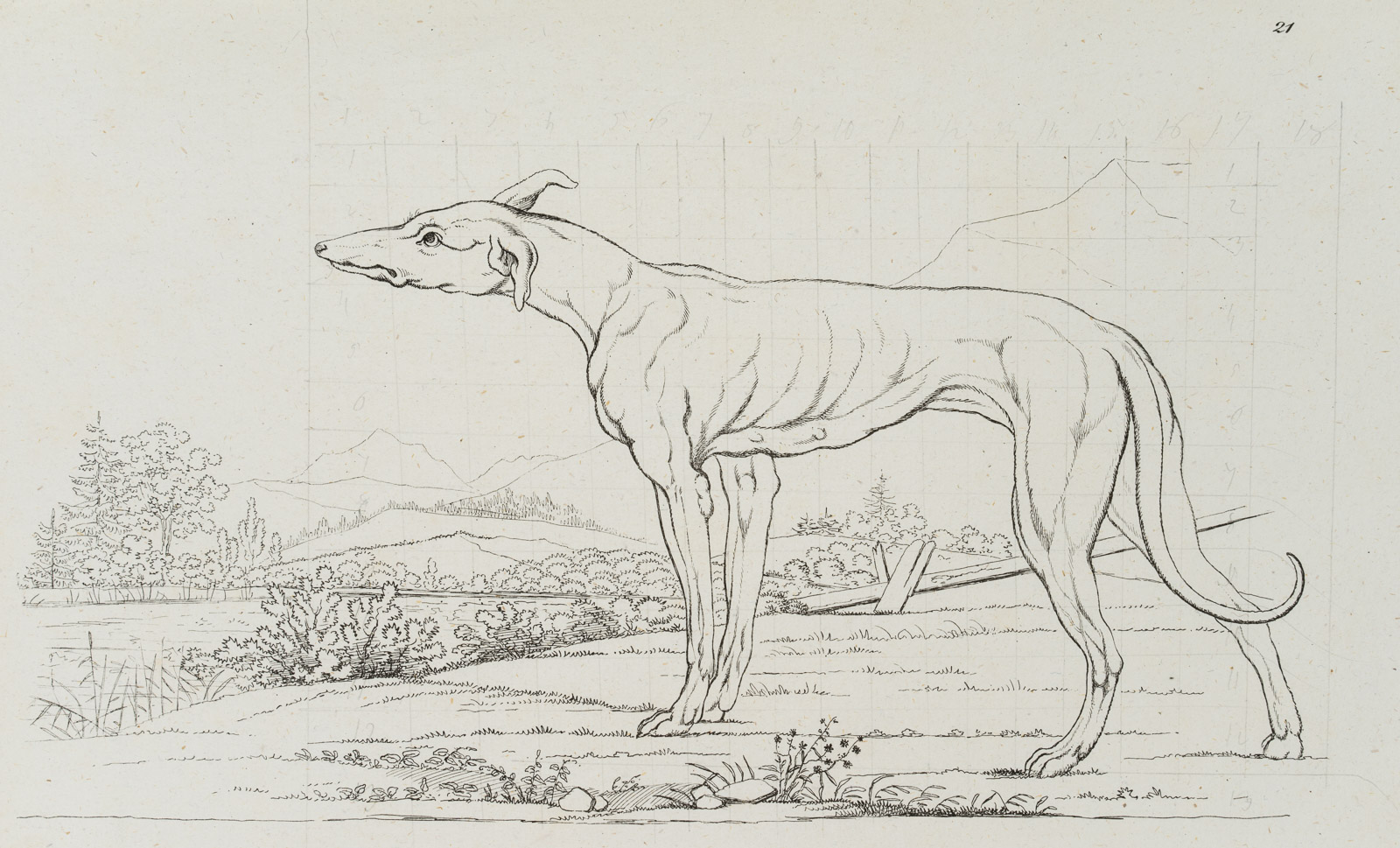 Windhund, Zeichenvorlage