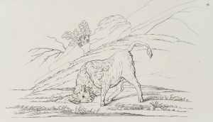 Vorlagenblatt, Zeichenvorlage, Bison