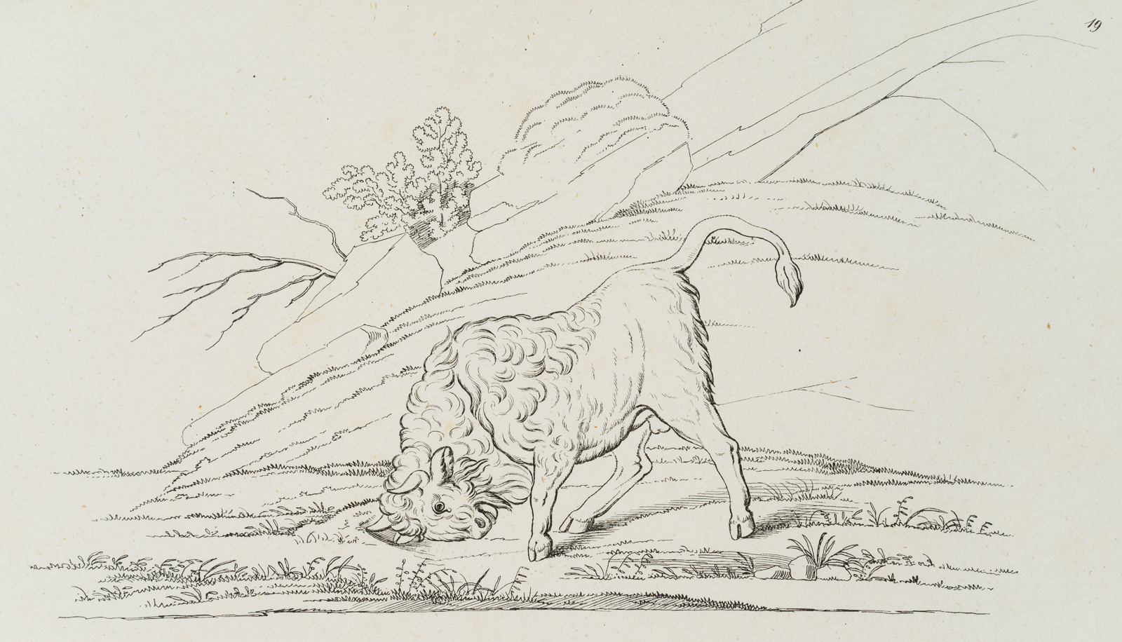 Vorlagenblatt, Zeichenvorlage, Bison