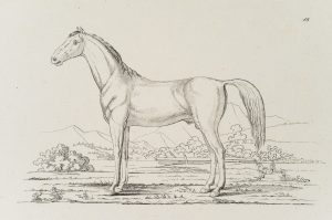 Vorlagenblatt, Pferd, Zeichenvorlage