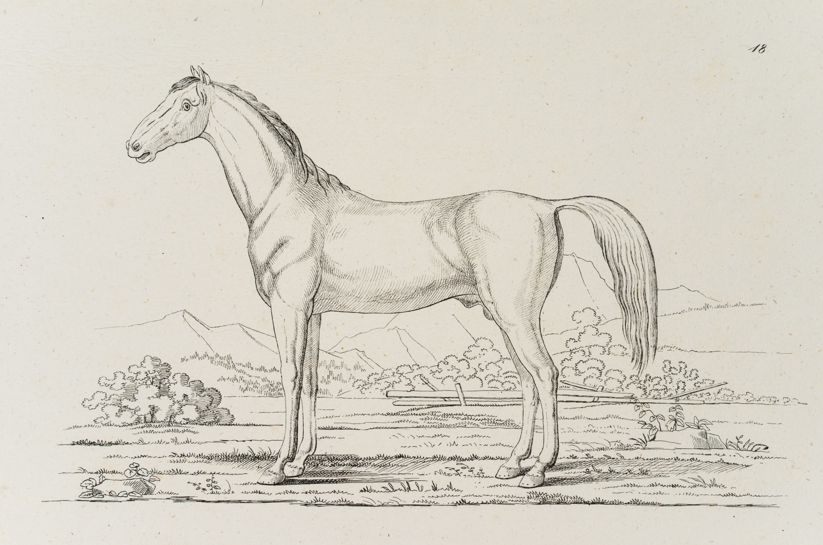 Vorlagenblatt, Pferd, Zeichenvorlage