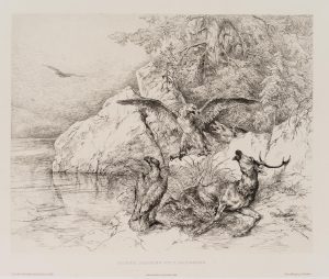 Steinadler bei verendetem Hirsch