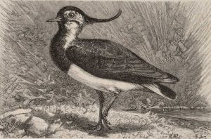 Kiebitz (Danellus capella)
