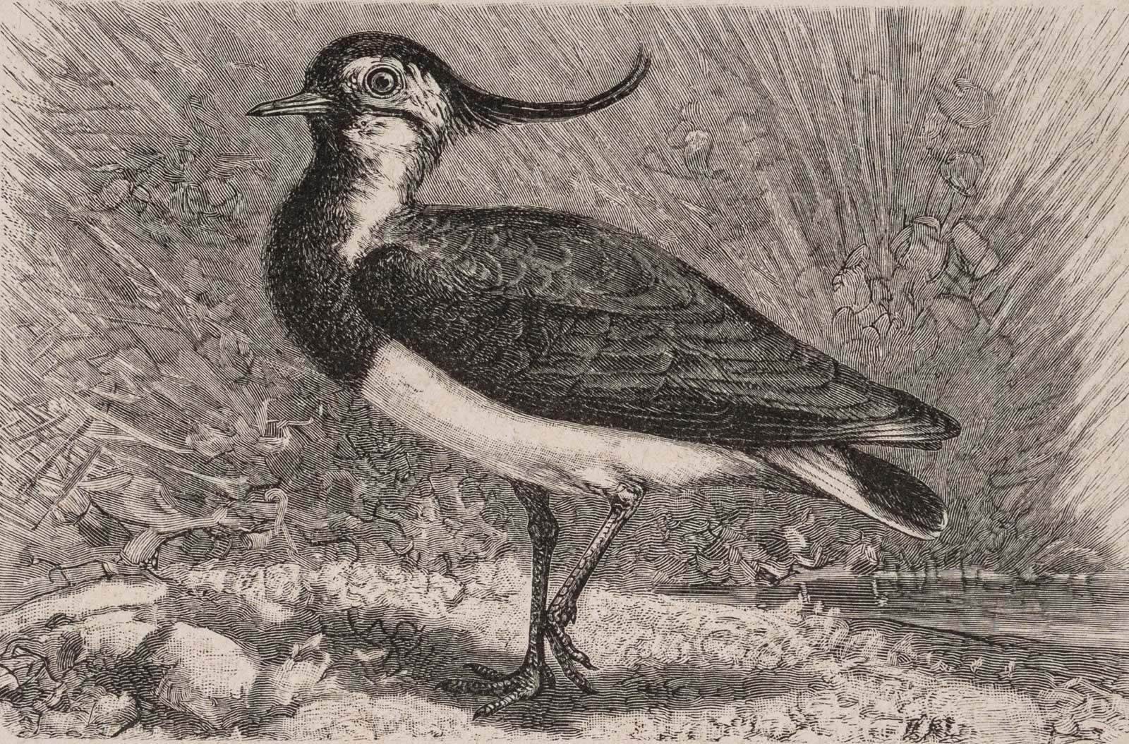 Kiebitz (Danellus capella)