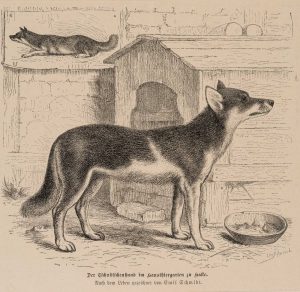 Tschuktschen-Hund