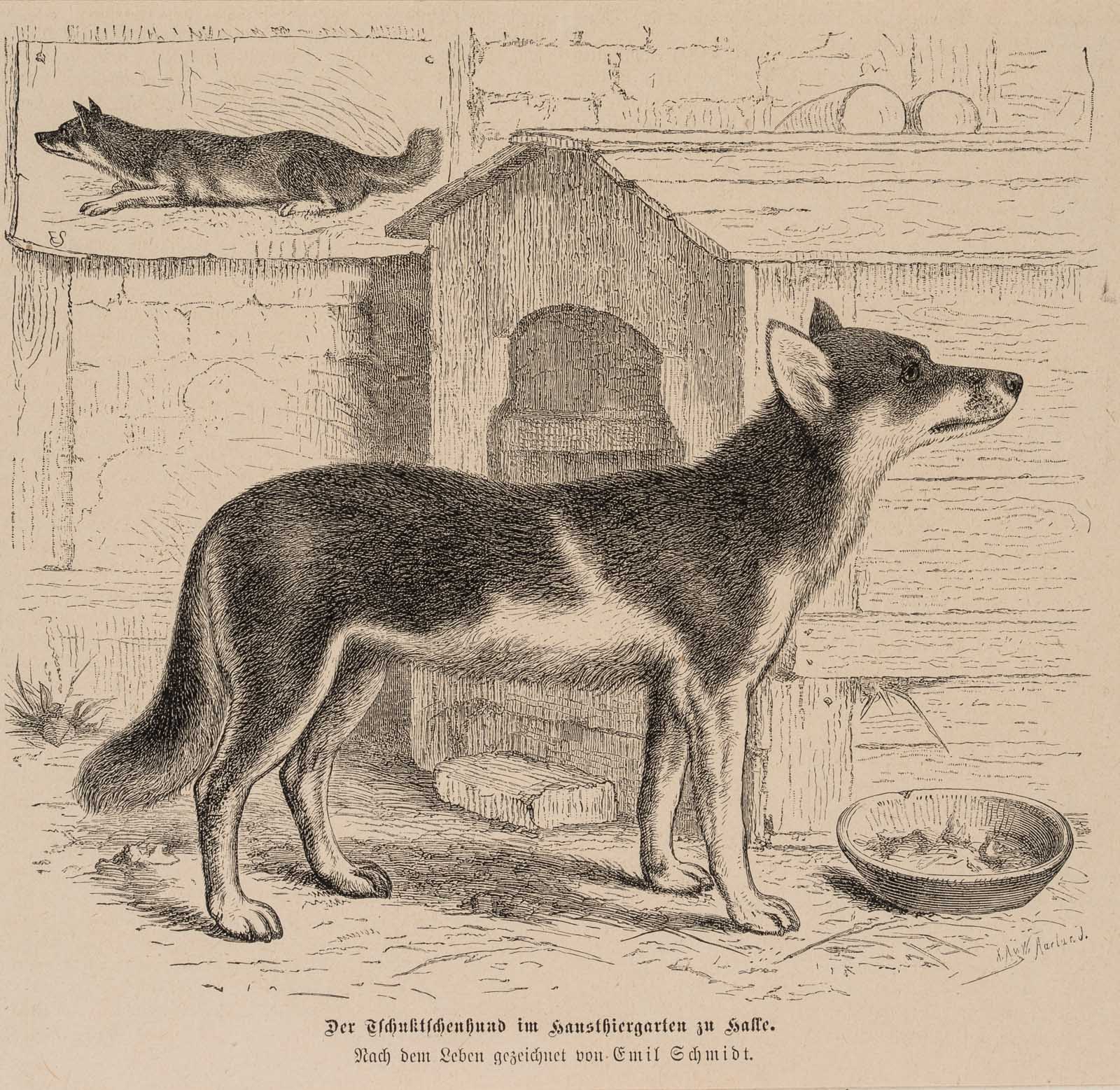Tschuktschen-Hund