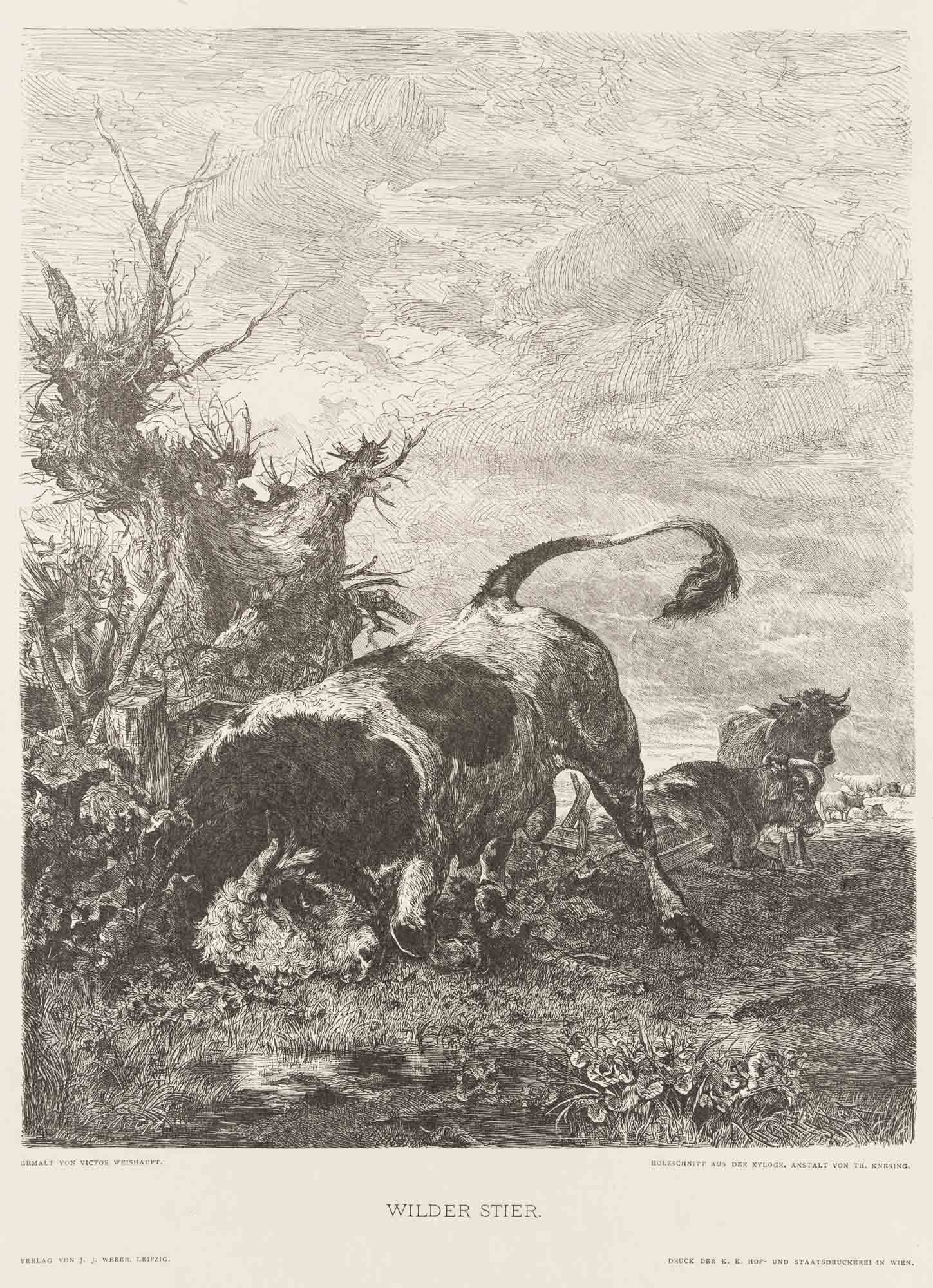 Tierdarstellung. Wilder Stier