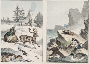 Im Polargebiet, Tierenzyklopädie