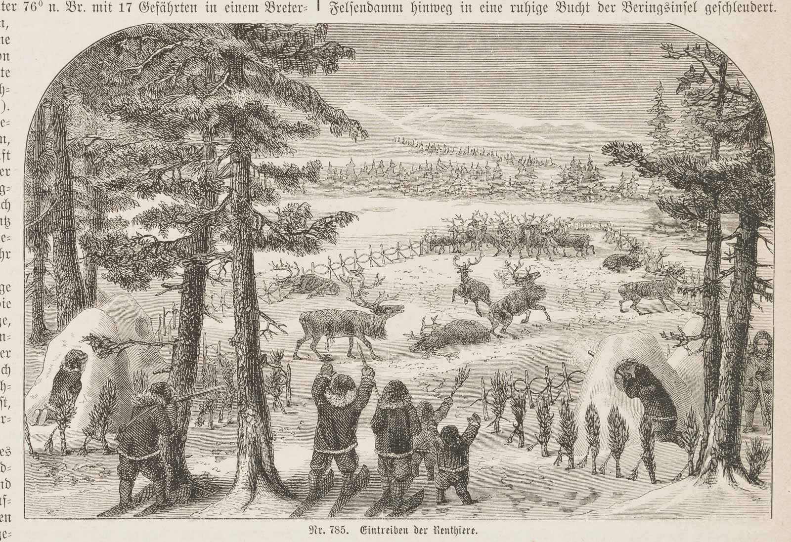 Eintreiben der Renthiere