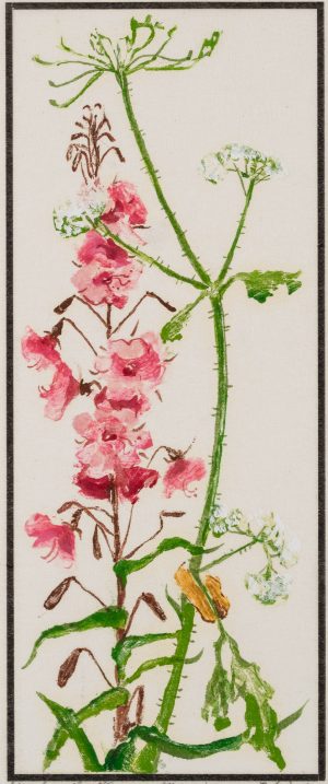 Weidenrösschen, Blumenstudie