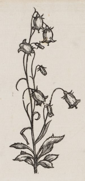 Blühende Glockenblume