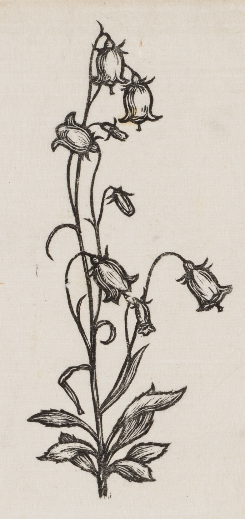 Blühende Glockenblume