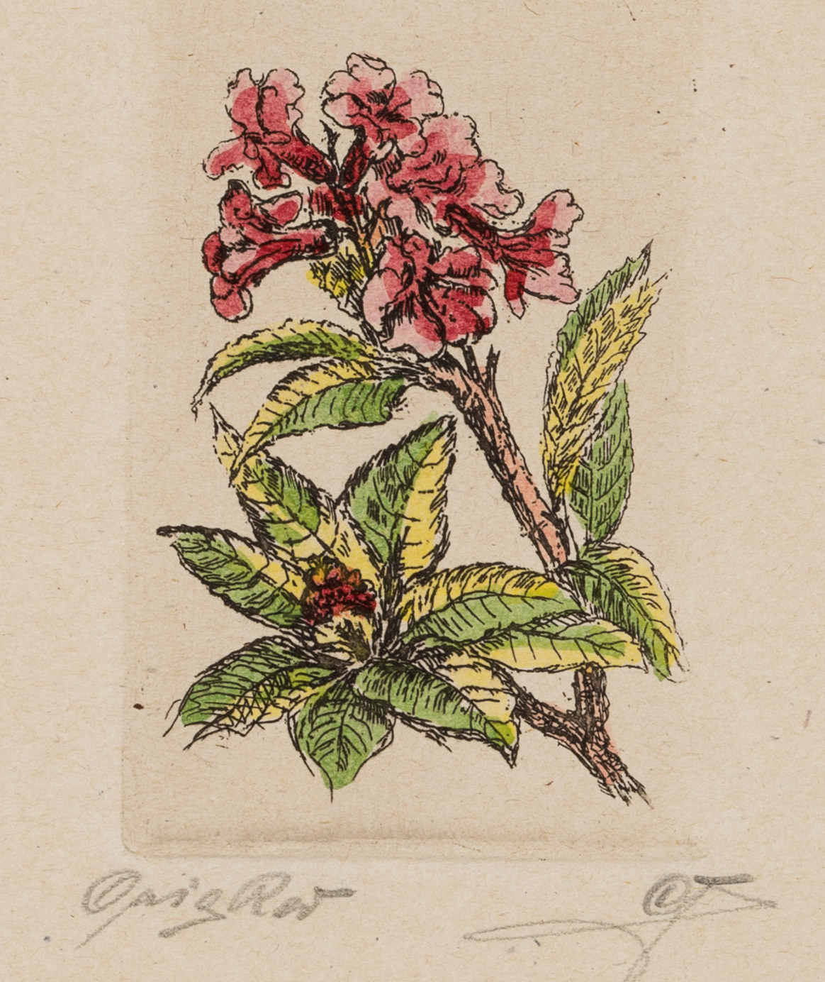 Zweig mit rosafarbenen Blüten
