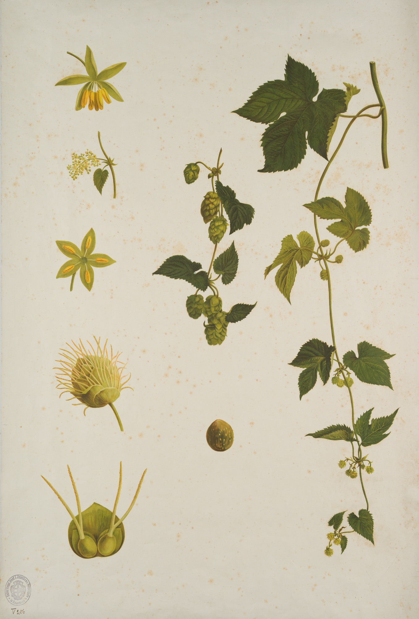 Hopfendolden und -blüten