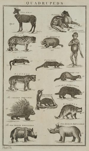 Quadrupeds, Panther, Schimpanse