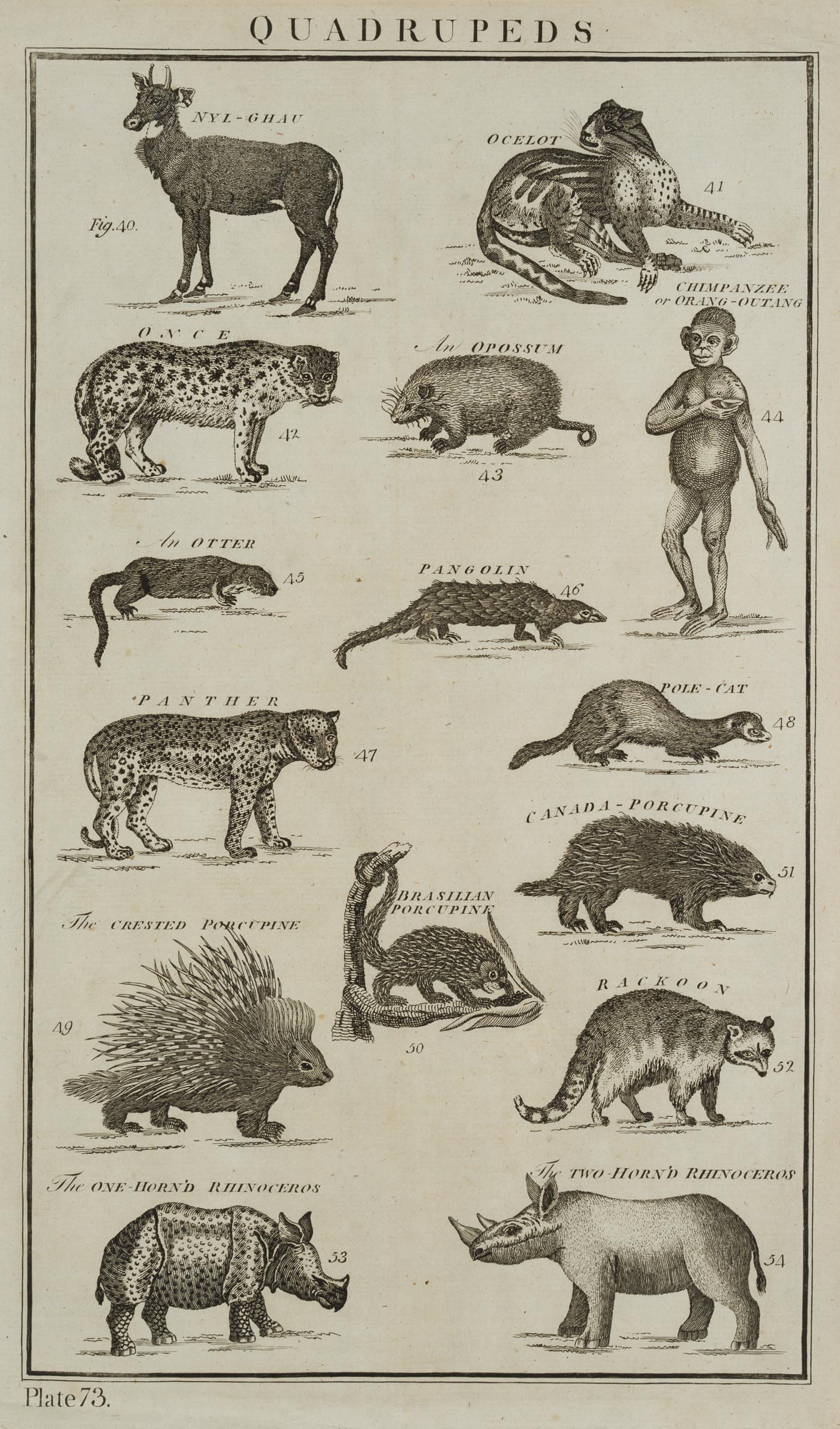 Quadrupeds, Panther, Schimpanse