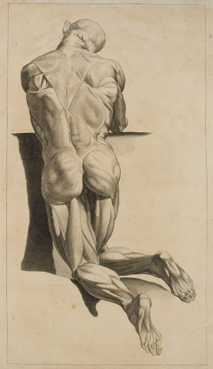 Anatomische Muskelstudie