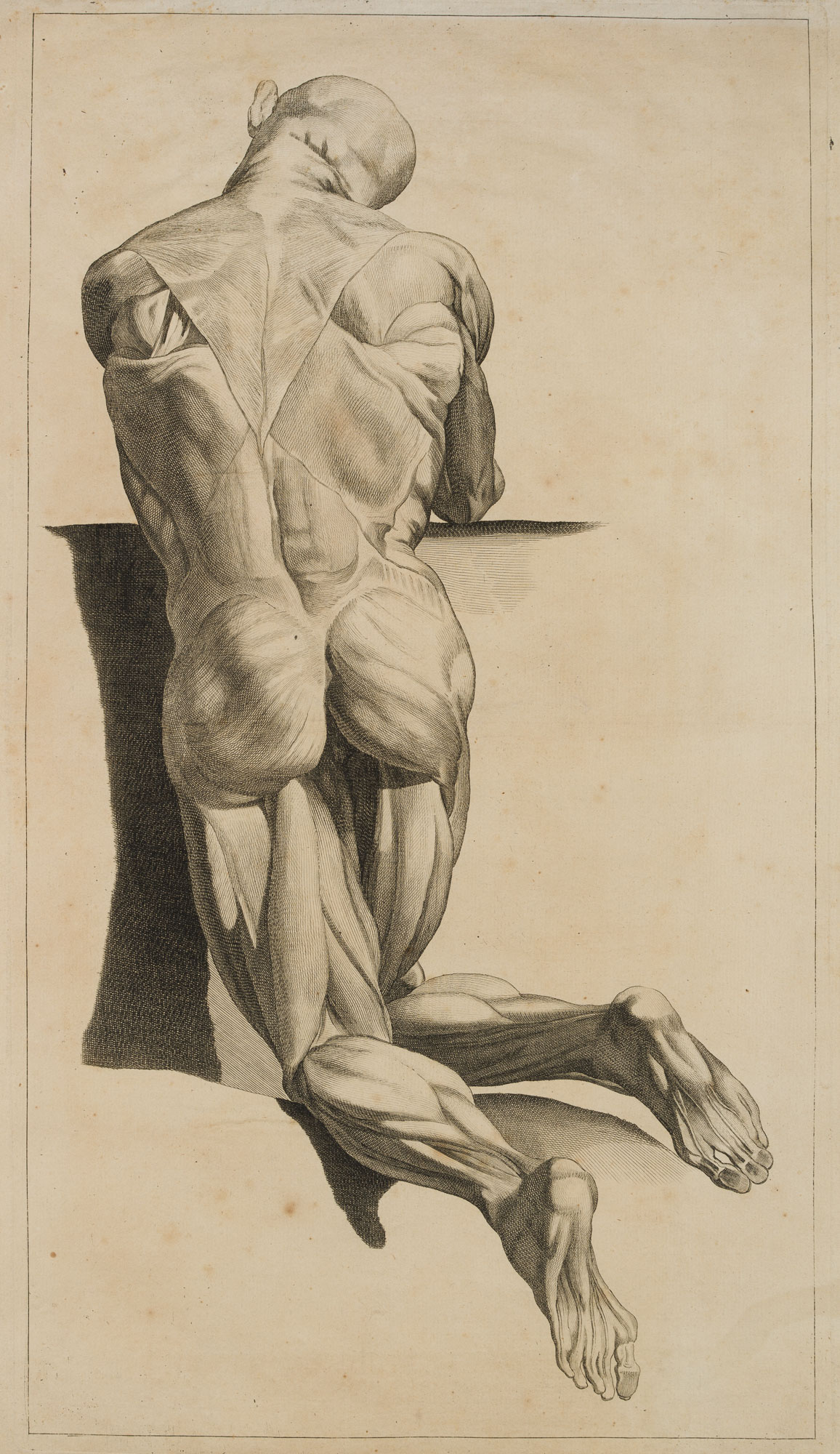 Anatomische Muskelstudie