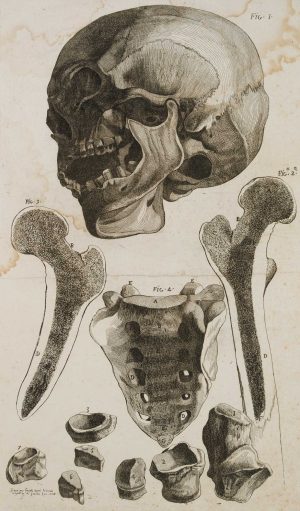 Anatomische Skelettstudien