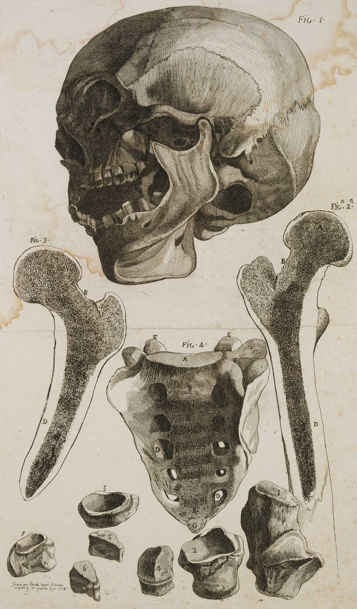 Anatomische Skelettstudien