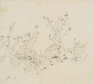 Distel, Pflanzenstudie