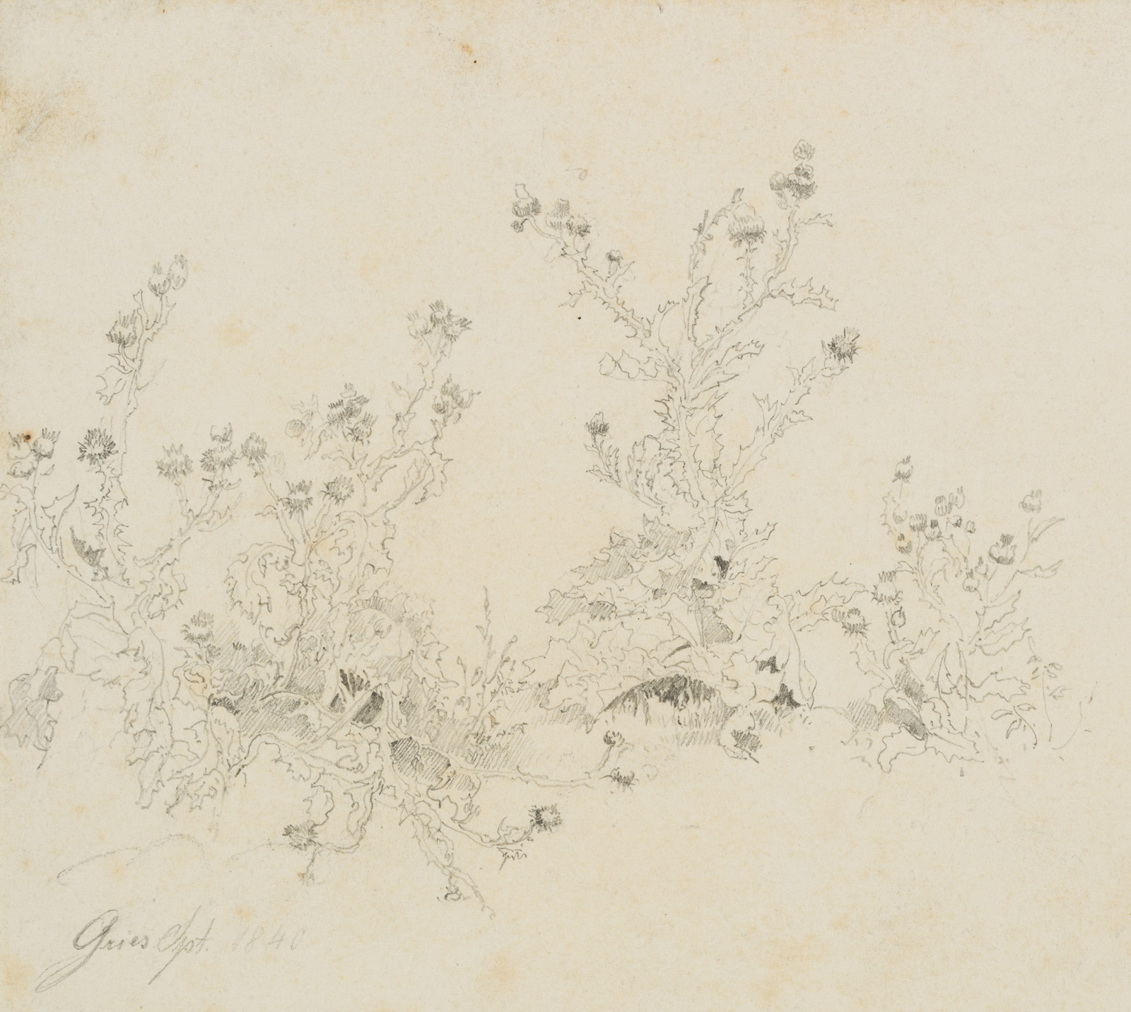 Distel, Pflanzenstudie