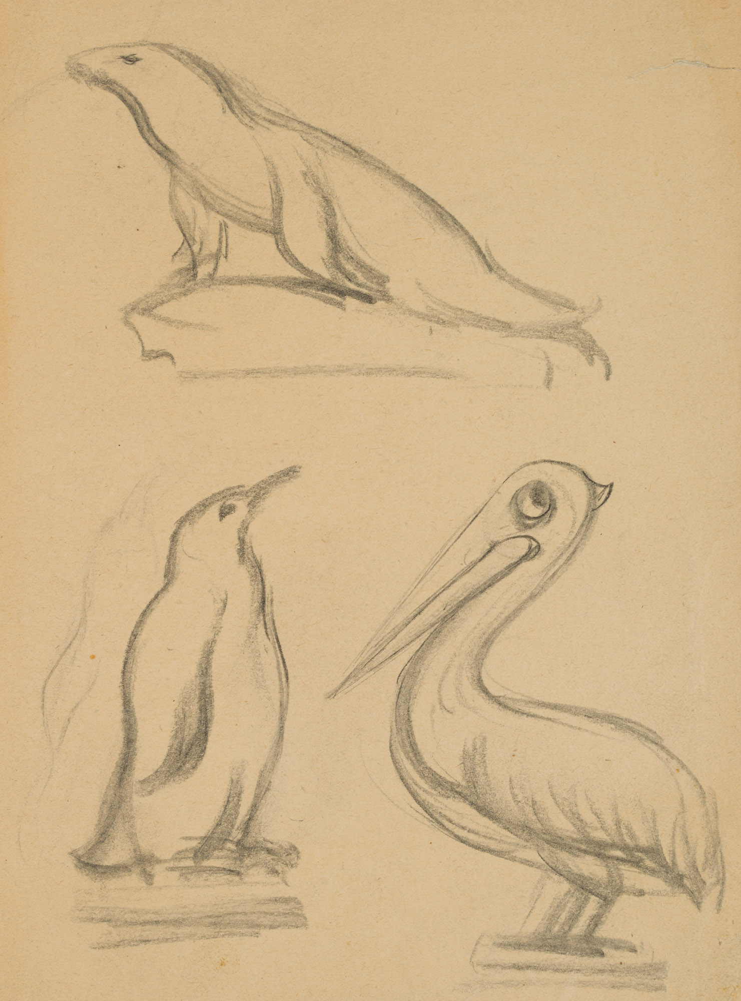 Studie: Robbe, Pinguin und Pelikan