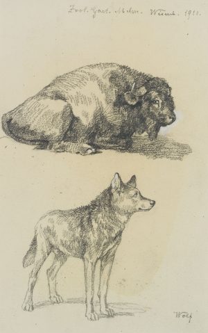 Wisent und Wolf, aus dem Zoo München