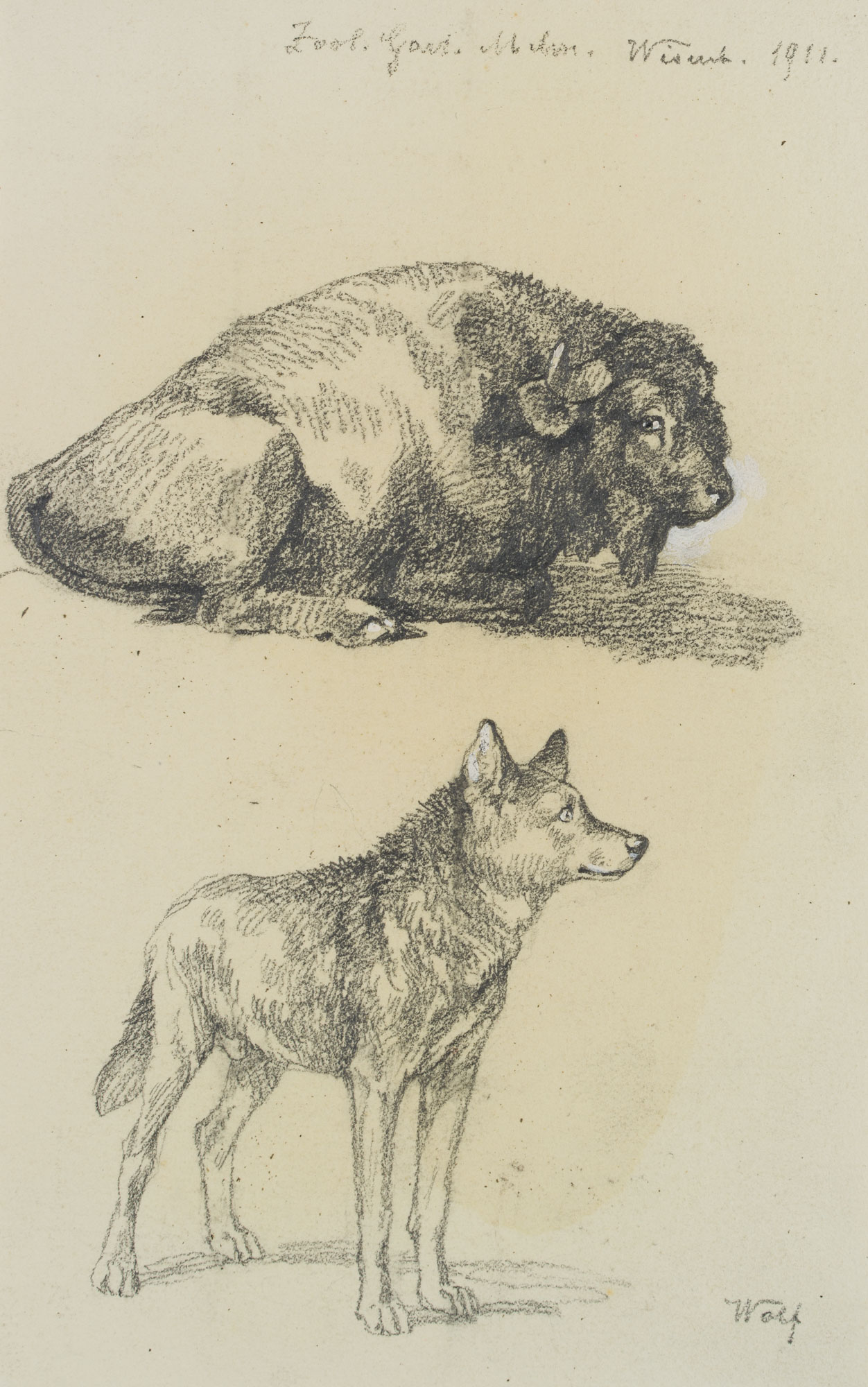Wisent und Wolf, aus dem Zoo München