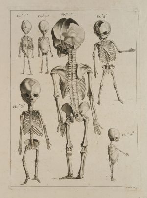 Anatomische Skelettstudien