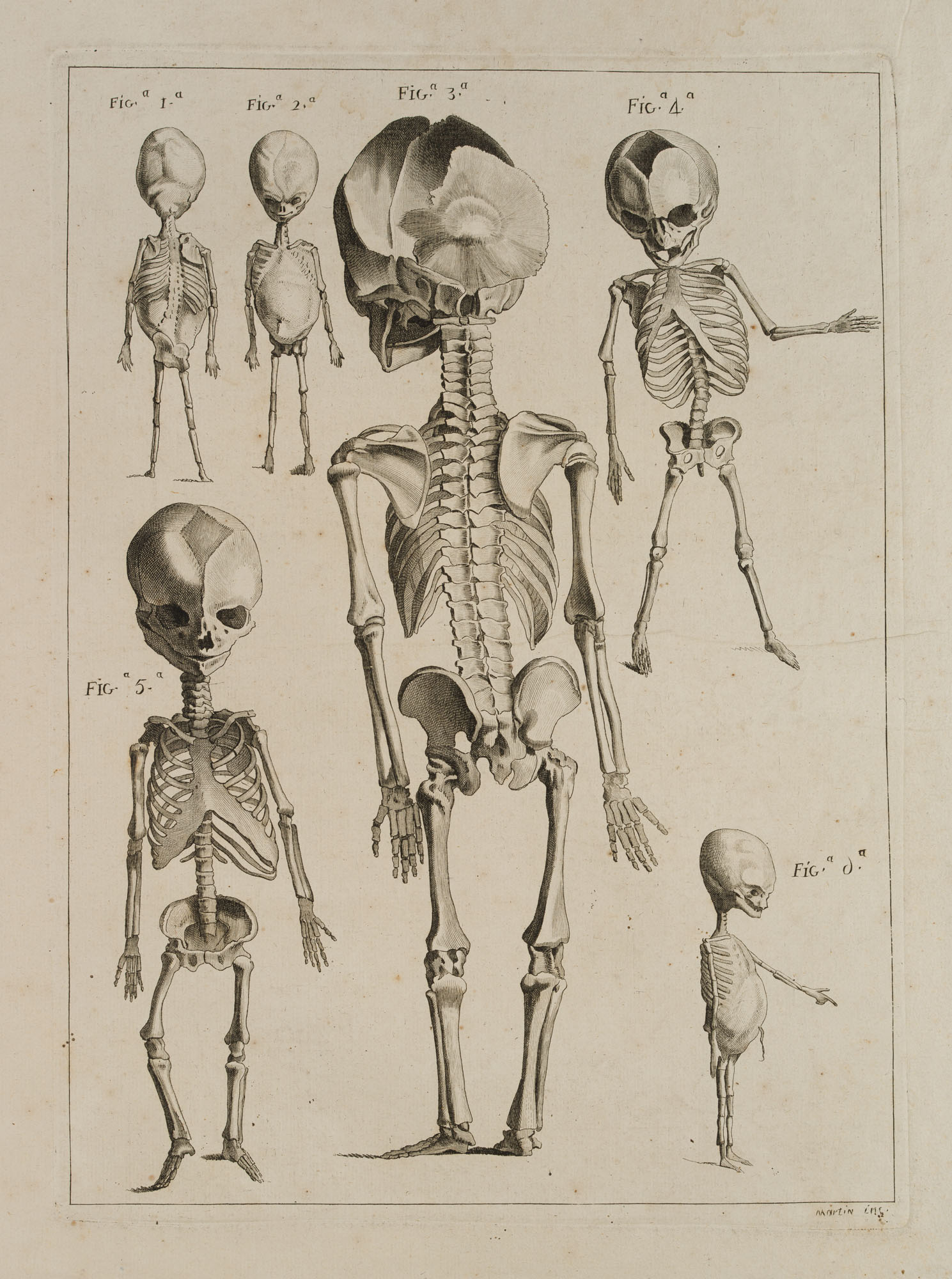 Anatomische Skelettstudien