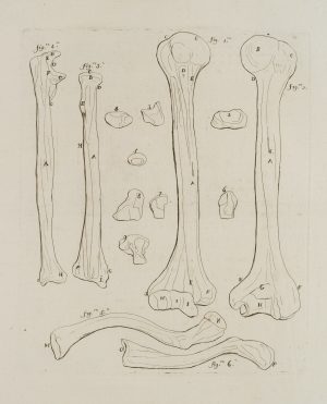 Anatomische Studien, Knochen