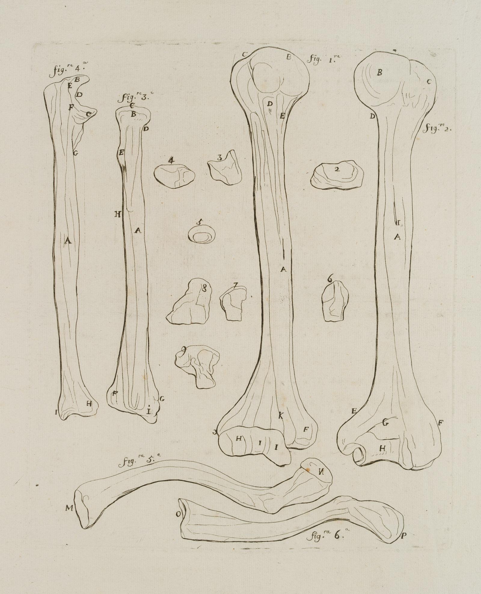 Anatomische Studien, Knochen
