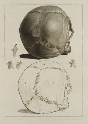 Anatomische Studien, Schädel