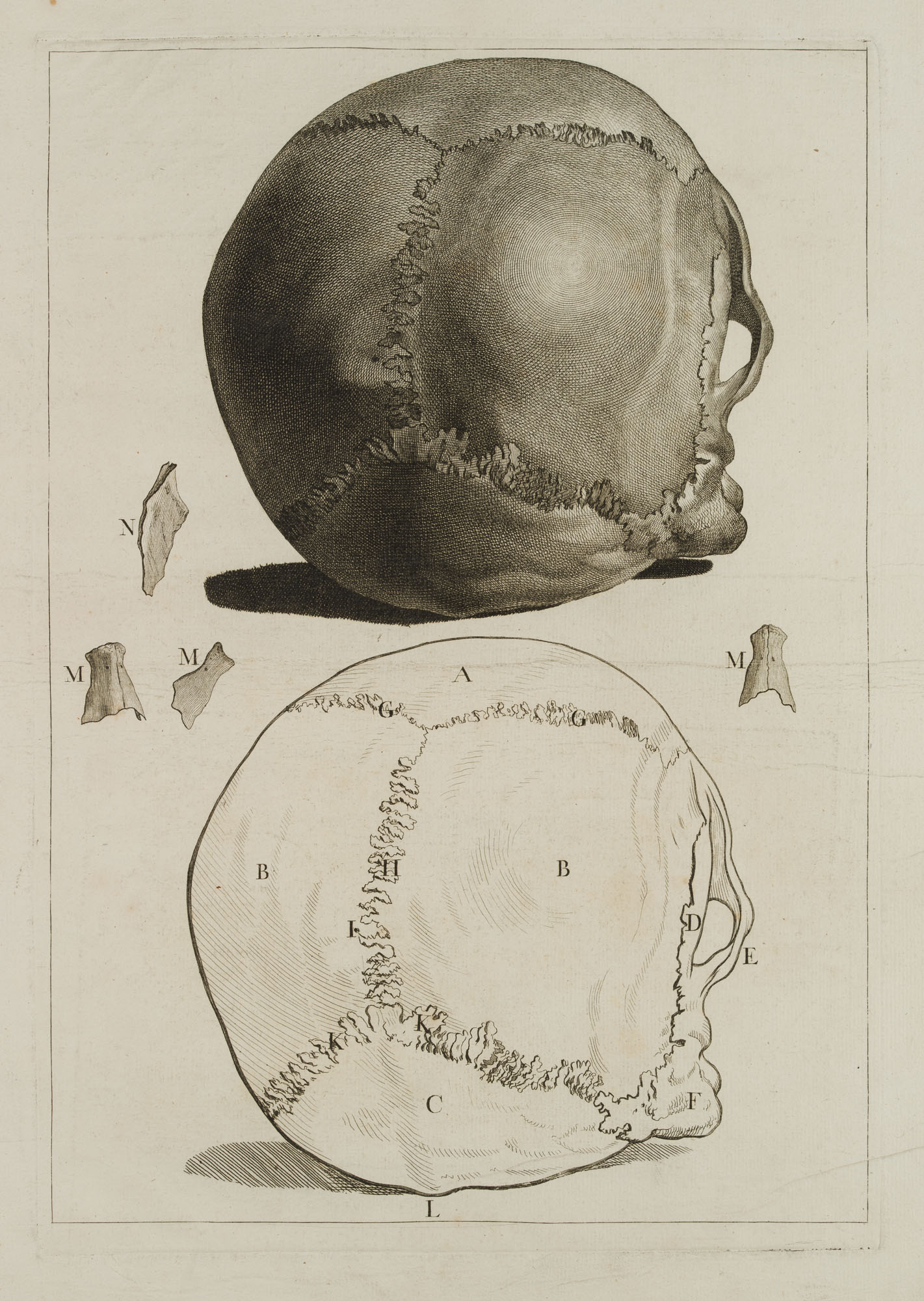 Anatomische Studien, Schädel