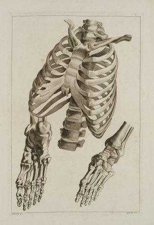 Anatomie, Fuß, Hand, Brustkorb