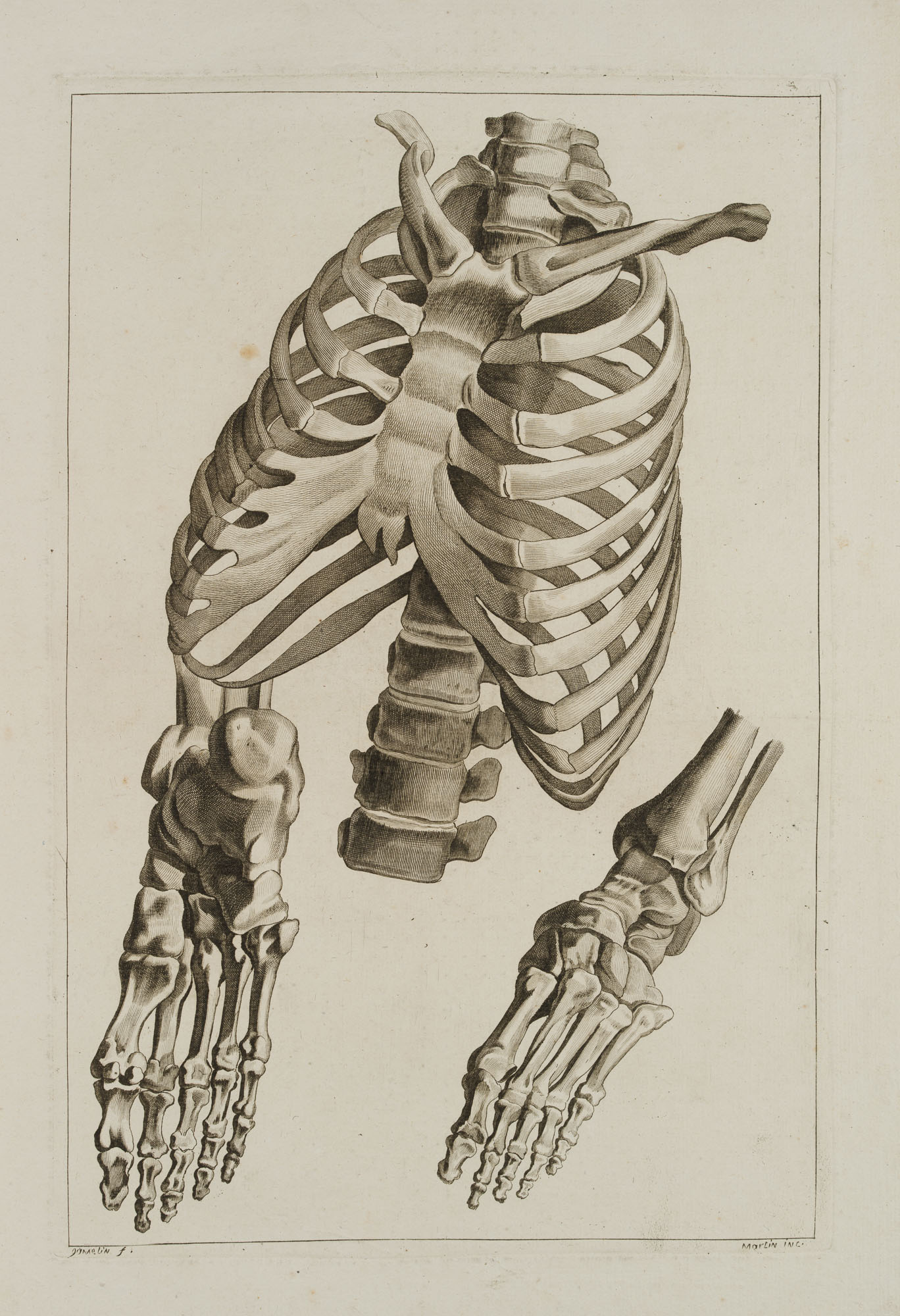 Anatomie, Fuß, Hand, Brustkorb