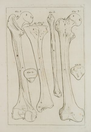 Anatomie, Oberschenkelknochen