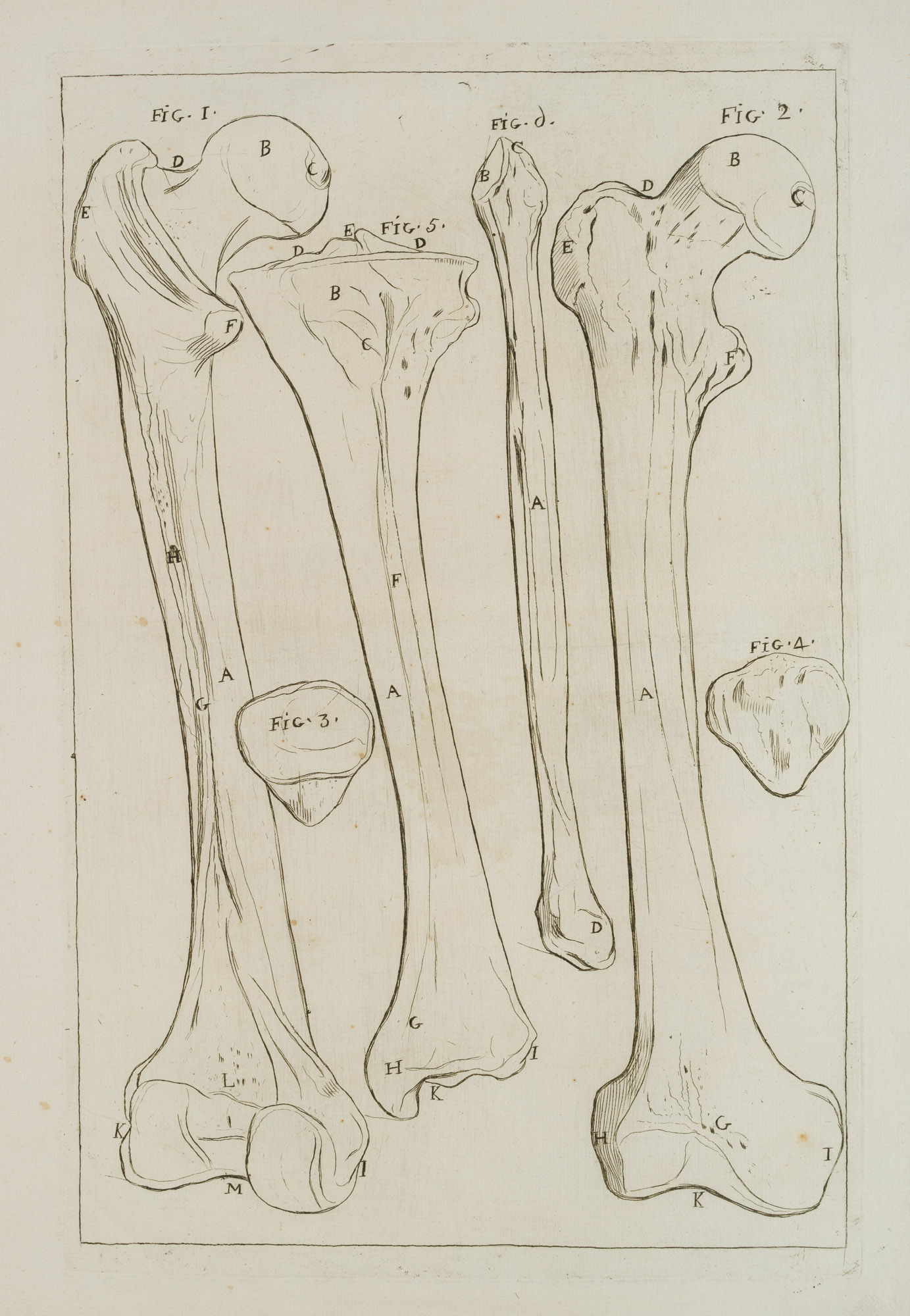 Anatomie, Oberschenkelknochen