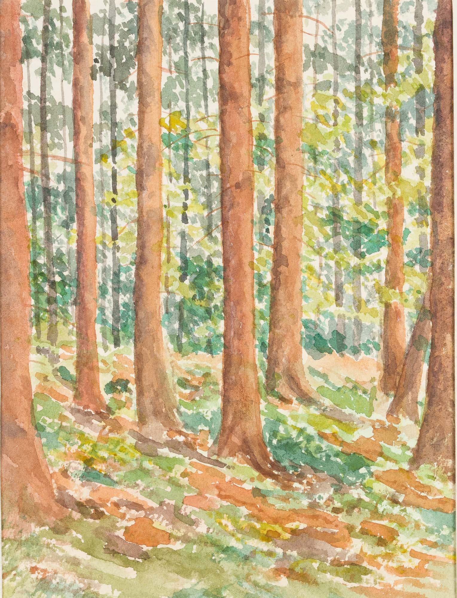 Waldstück. Hohe Baumstämme