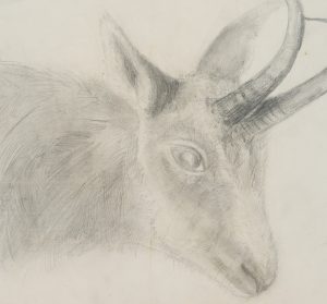 Tierstudie. Kopf eines Ziegenbocks