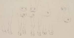 Tierstudie mit Details